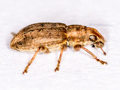 Sitona obsoletus